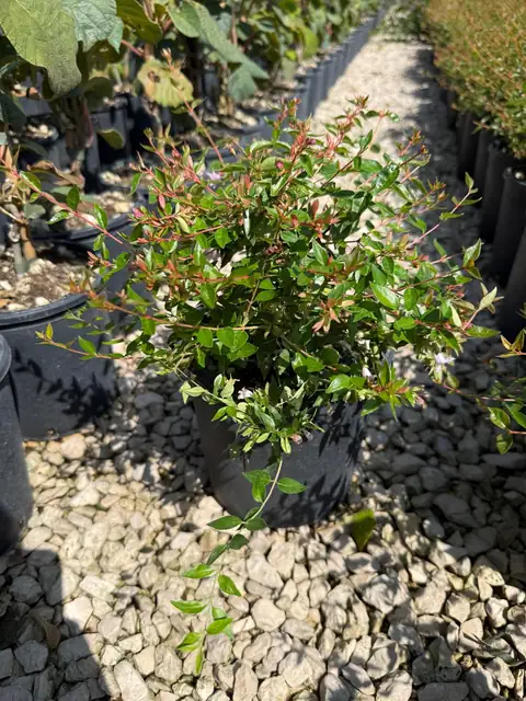 Abelia Edward Goucher (Abelia x grandiflora ‘Edward Goucher’), Ø18 — Vivaio F.lli Pigliacelli, Alatri