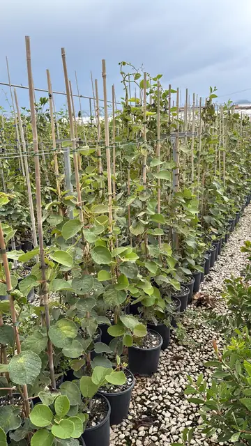 Actinidia (Kiwi) (Actinidia deliciosa), Ø18 — Vivaio F.lli Pigliacelli, Alatri