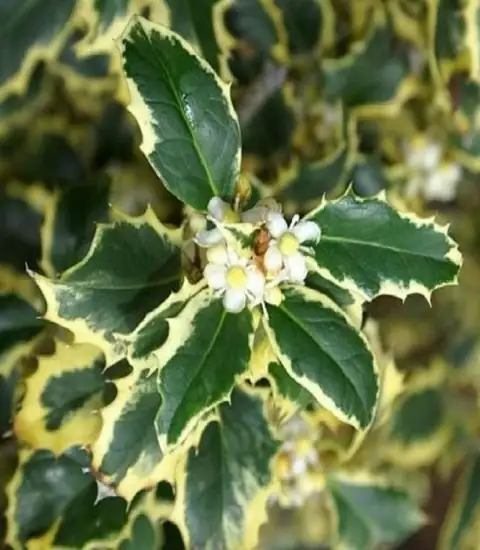 Agrifoglio (Ilex aquifolium), Ø18 — Vivaio F.lli Pigliacelli, Alatri