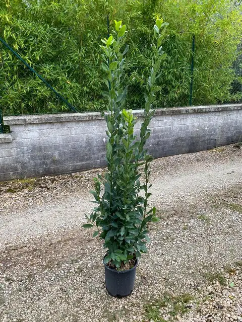 Alloro (Laurus nobilis), Ø24 — Vivaio F.lli Pigliacelli, Alatri