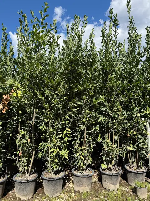 Alloro in mastello (Laurus nobilis), mastello 35L — Vivaio F.lli Pigliacelli, Alatri