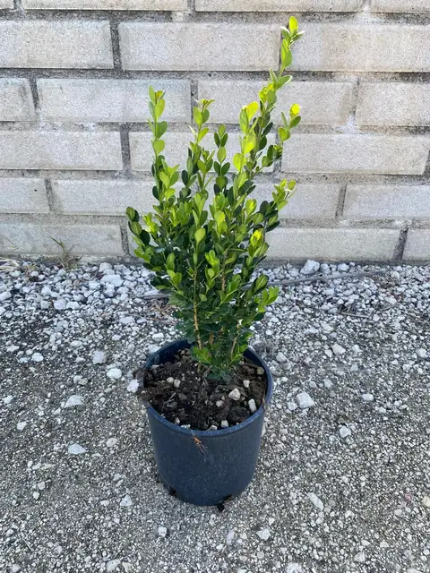 Bosso Faulkner (Buxus sempervirens ‘Faulkner’), Ø18 — Vivaio F.lli Pigliacelli, Alatri