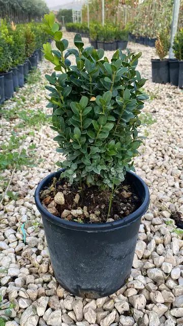 Bosso Pumila (Buxus sempervirens ‘Pumila’), Ø18 — Vivaio F.lli Pigliacelli, Alatri