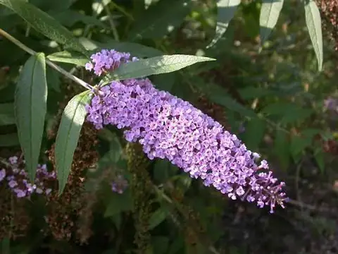 Buddleia (Buddleja davidii), Ø18 — Vivaio F.lli Pigliacelli, Alatri