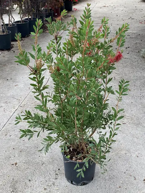 Callistemon (Callistemon citrinus), Ø18 — Vivaio F.lli Pigliacelli, Alatri