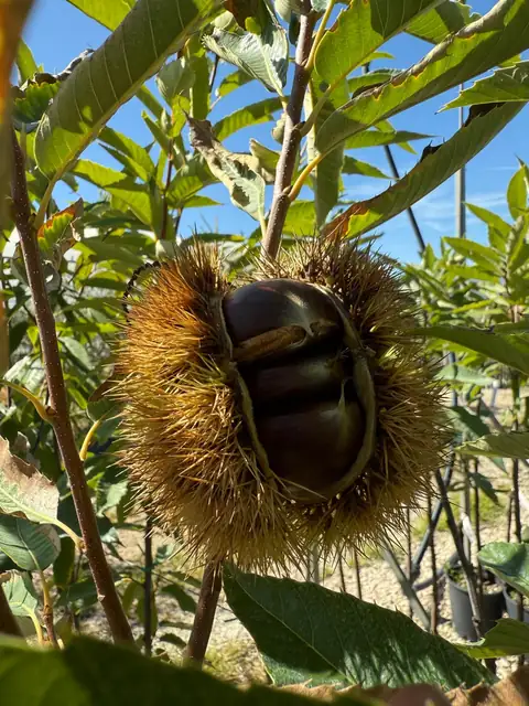 Castagno (Castanea sativa), Ø24 — Vivaio F.lli Pigliacelli, Alatri