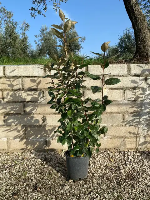 Eleagnus (Elaeagnus x ebbingei), Ø18 — Vivaio F.lli Pigliacelli, Alatri