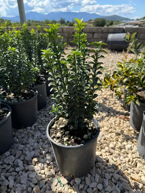 Euonimus Benkomasaki (Euonymus japonicus ‘Benkomasaki’), Ø18 — Vivaio F.lli Pigliacelli, Alatri