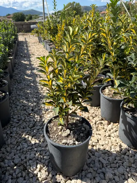 Euonimus Livornese (Euonymus japonicus), Ø18 — Vivaio F.lli Pigliacelli, Alatri