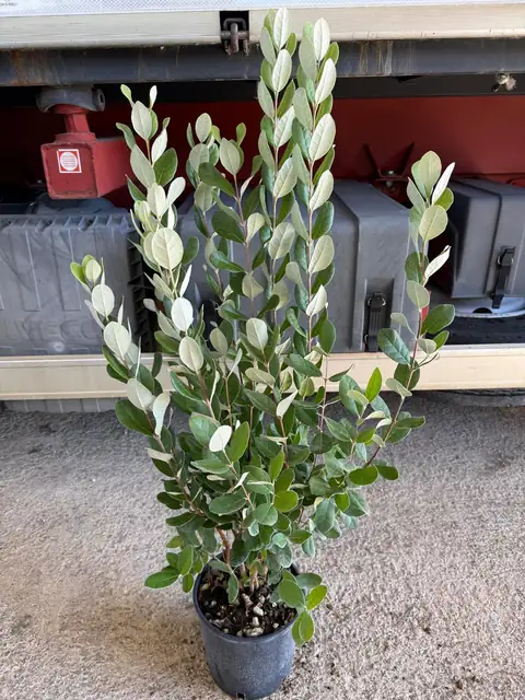 Feijoa (Acca sellowiana), Ø18 — Vivaio F.lli Pigliacelli, Alatri