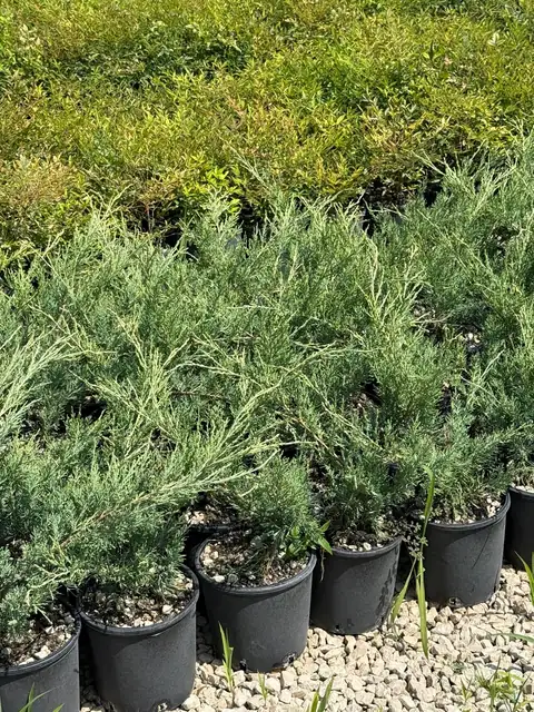 Ginepro (Juniperus spp.), Ø18 — Vivaio F.lli Pigliacelli, Alatri