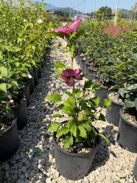 Ibisco (Hibiscus rosa-sinensis / syriacus) — Vivaio F.lli Pigliacelli, Alatri
