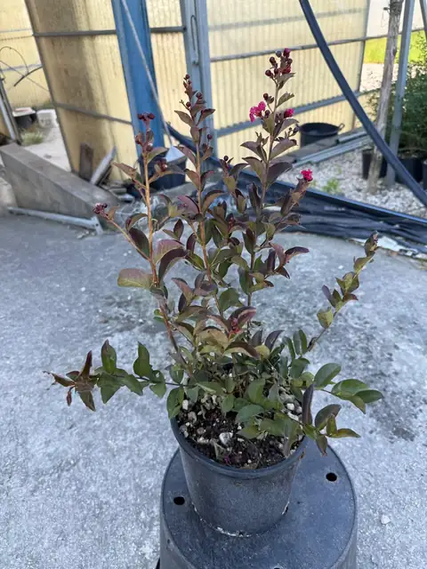 Lagerstroemia a cespuglio (Lagerstroemia indica), Ø18 — Vivaio F.lli Pigliacelli, Alatri