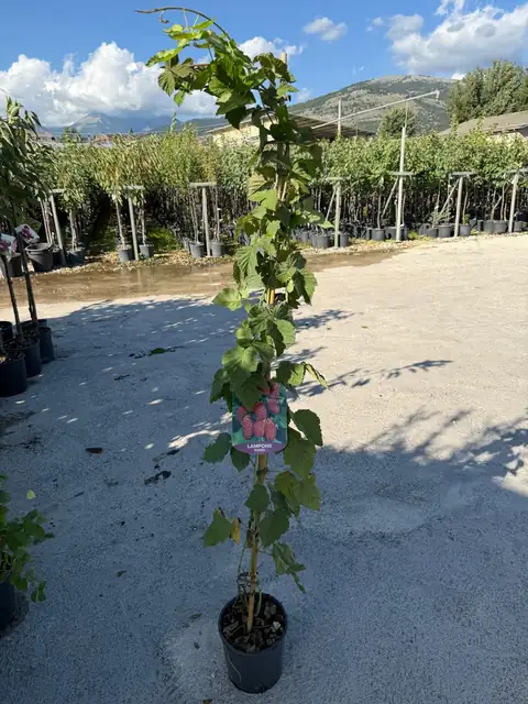 Lampone (Rubus idaeus), Ø18 — Vivaio F.lli Pigliacelli, Alatri