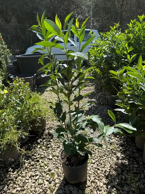 Lauroceraso 1ª scelta (Prunus laurocerasus), Ø18 — Vivaio F.lli Pigliacelli, Alatri