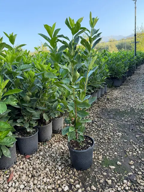 Lauroceraso (Prunus laurocerasus), Ø18 — Vivaio F.lli Pigliacelli, Alatri