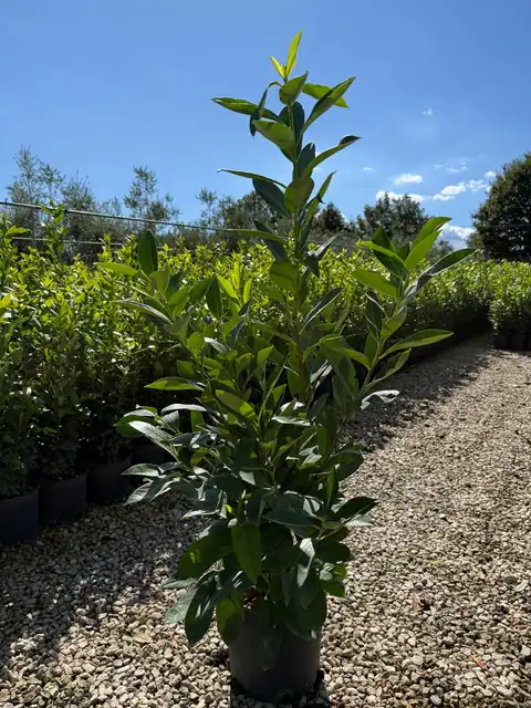 Lauroceraso (Prunus laurocerasus), Ø24 — Vivaio F.lli Pigliacelli, Alatri