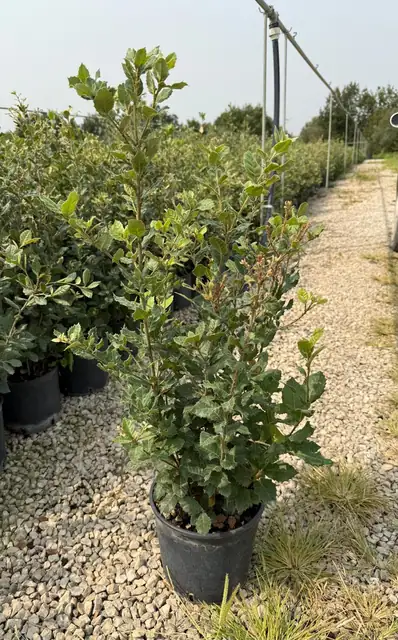 Leccio a cespuglio (Quercus ilex), Ø20 — Vivaio F.lli Pigliacelli, Alatri