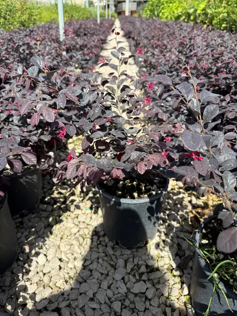 Loropetalum (Loropetalum chinense), Ø18 — Vivaio F.lli Pigliacelli, Alatri