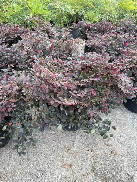 Loropetalum (Loropetalum chinense), Ø24 — Vivaio F.lli Pigliacelli, Alatri