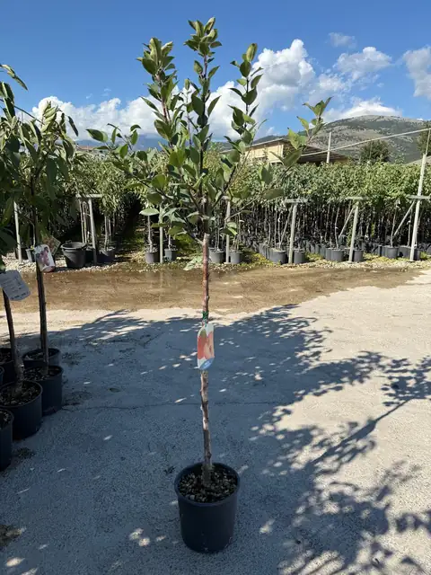 Melo (Malus domestica), Ø24 — Vivaio F.lli Pigliacelli, Alatri