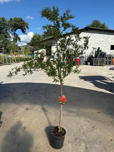 Melograno (Punica granatum), Ø24 — Vivaio F.lli Pigliacelli, Alatri
