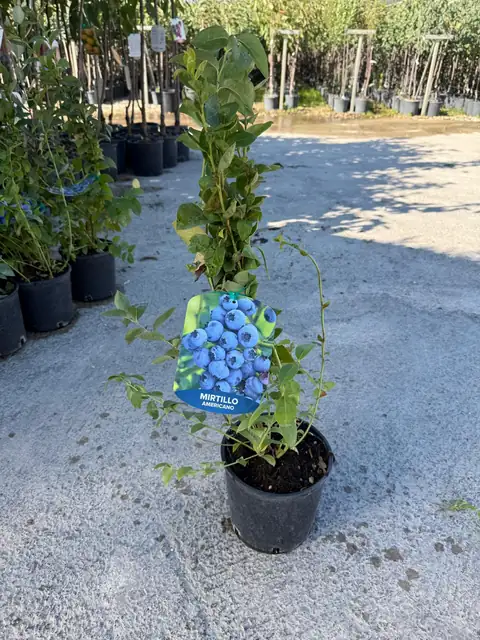 Mirtillo (Vaccinium corymbosum), Ø18 — Vivaio F.lli Pigliacelli, Alatri
