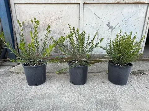 Mirto Assortito (Myrtus communis), Ø18 — Vivaio F.lli Pigliacelli, Alatri
