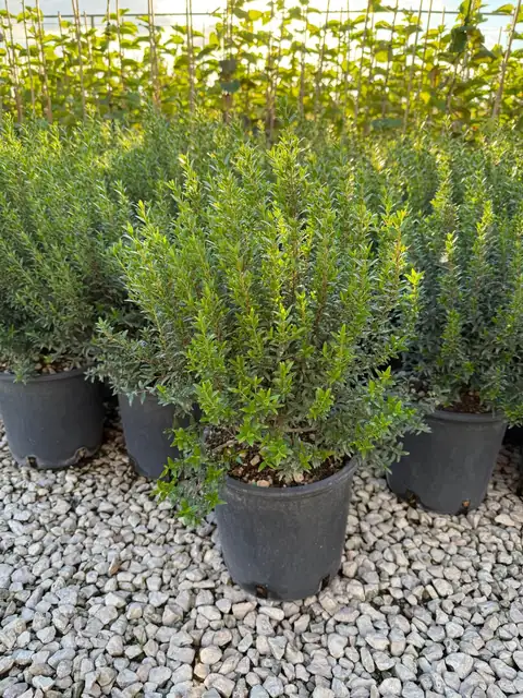 Mirto Microphylla (Myrtus communis ‘Microphylla’), Ø18 — Vivaio F.lli Pigliacelli, Alatri
