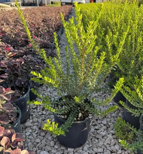 Mirto Tarantino (Myrtus communis subsp. tarentina), Ø18 — Vivaio F.lli Pigliacelli, Alatri