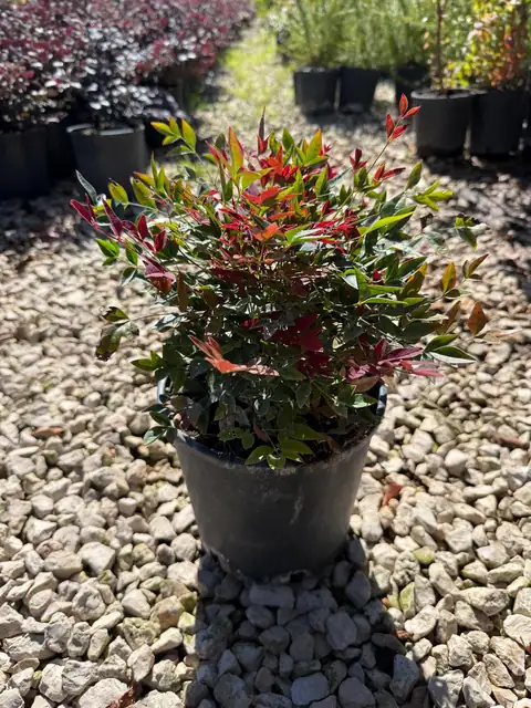 Nandina Nana (Nandina domestica ‘Nana’), Ø18 — Vivaio F.lli Pigliacelli, Alatri