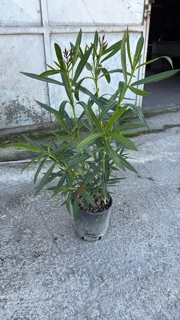 Oleandro (Nerium oleander), Ø18 — Vivaio F.lli Pigliacelli, Alatri