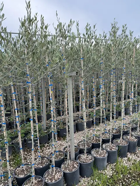 Olivo (Olea europaea), Ø20 — Vivaio F.lli Pigliacelli, Alatri