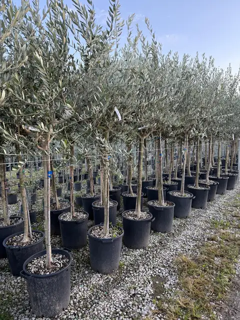Olivo (Olea europaea), circ. 12-14 — Vivaio F.lli Pigliacelli, Alatri