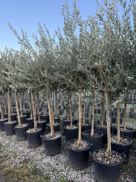 Olivo (Olea europaea), circ. 14-16 — Vivaio F.lli Pigliacelli, Alatri