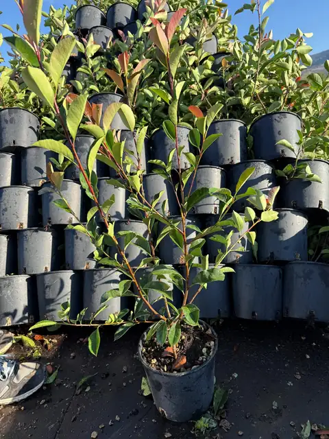 Photinia (Photinia x fraseri ‘Red Robin’), Ø20 — Vivaio F.lli Pigliacelli, Alatri