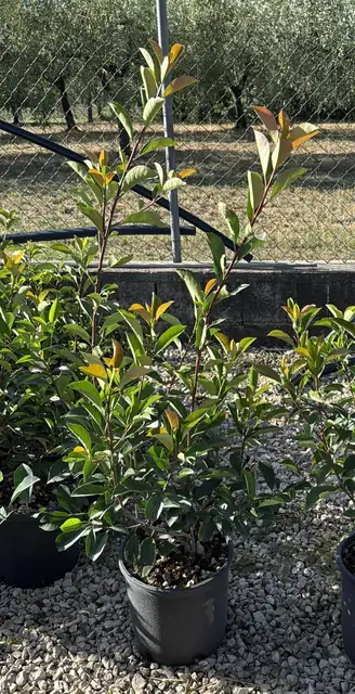 Photinia (Photinia x fraseri ‘Red Robin’), Ø24 — Vivaio F.lli Pigliacelli, Alatri