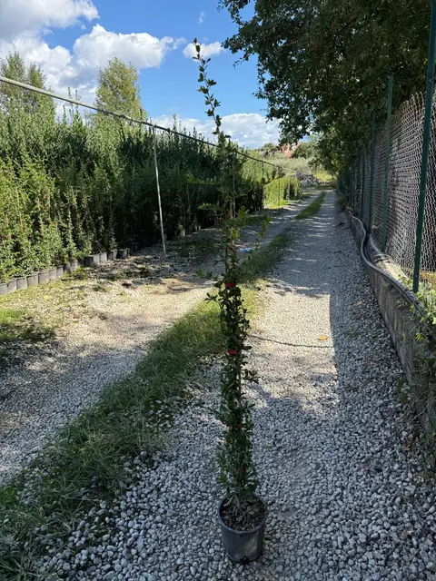 Piracanta (Pyracantha coccinea), Ø16 — Vivaio F.lli Pigliacelli, Alatri