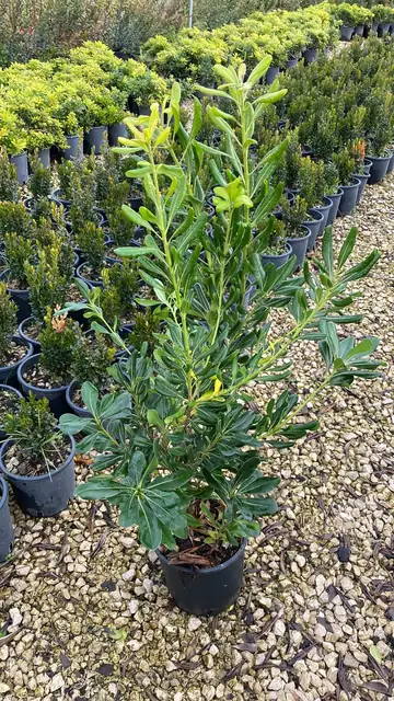 Pittosporo (Pittosporum tobira), Ø20 — Vivaio F.lli Pigliacelli, Alatri