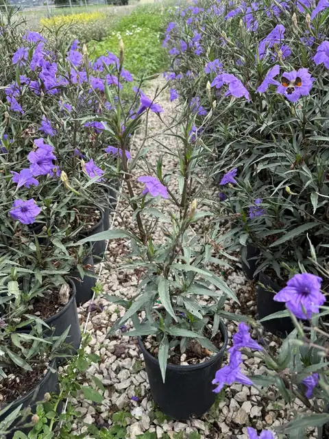 Ruellia (Ruellia simplex), Ø18 — Vivaio F.lli Pigliacelli, Alatri