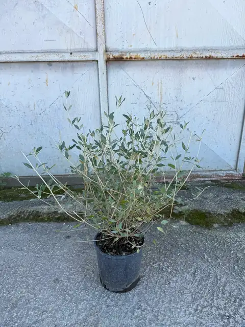 Teucrium (Teucrium fruticans), Ø18 — Vivaio F.lli Pigliacelli, Alatri