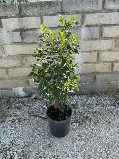 Viburno Tino (Viburnum tinus), Ø18 — Vivaio F.lli Pigliacelli, Alatri