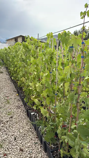 Vite (Vitis vinifera), Ø18 — Vivaio F.lli Pigliacelli, Alatri